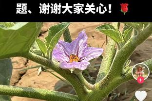 真打不过！第四节还剩五分多钟 掘金换上替补放弃比赛